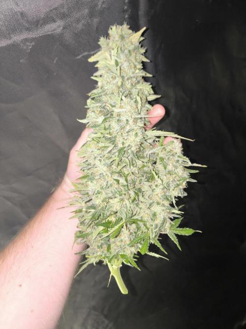 Frostbanger, Gorilla Z. Fastbuds. Week 12