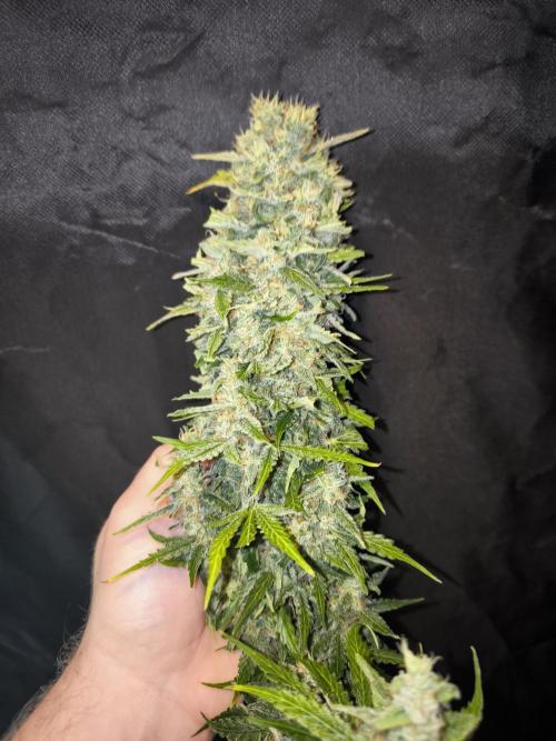 Frostbanger, Gorilla Z. Fastbuds. Week 12