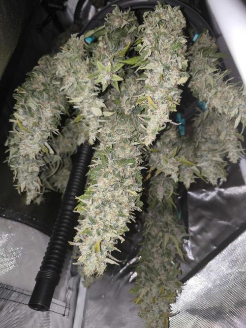 Frostbanger, Gorilla Z. Fastbuds. Week 12