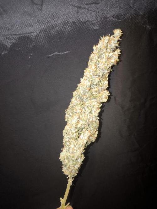 Frostbanger, Gorilla Z. Fastbuds. Week 12