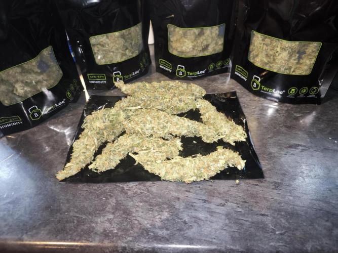 Frostbanger, Gorilla Z. Fastbuds. Week 12 - Filled 5 grove bags 