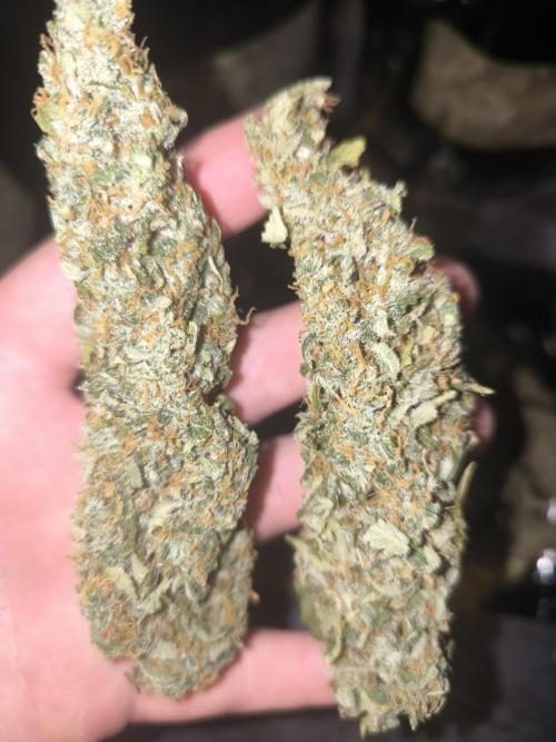 Frostbanger, Gorilla Z. Fastbuds. Week 12