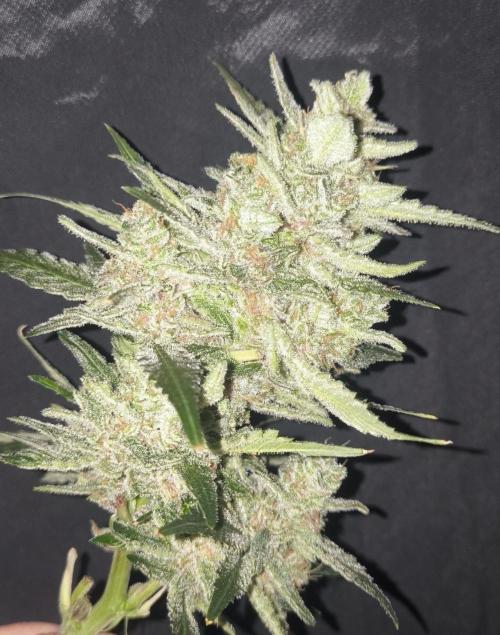 Frostbanger, Gorilla Z. Fastbuds. Week 12