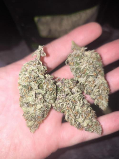 Frostbanger, Gorilla Z. Fastbuds. Week 12