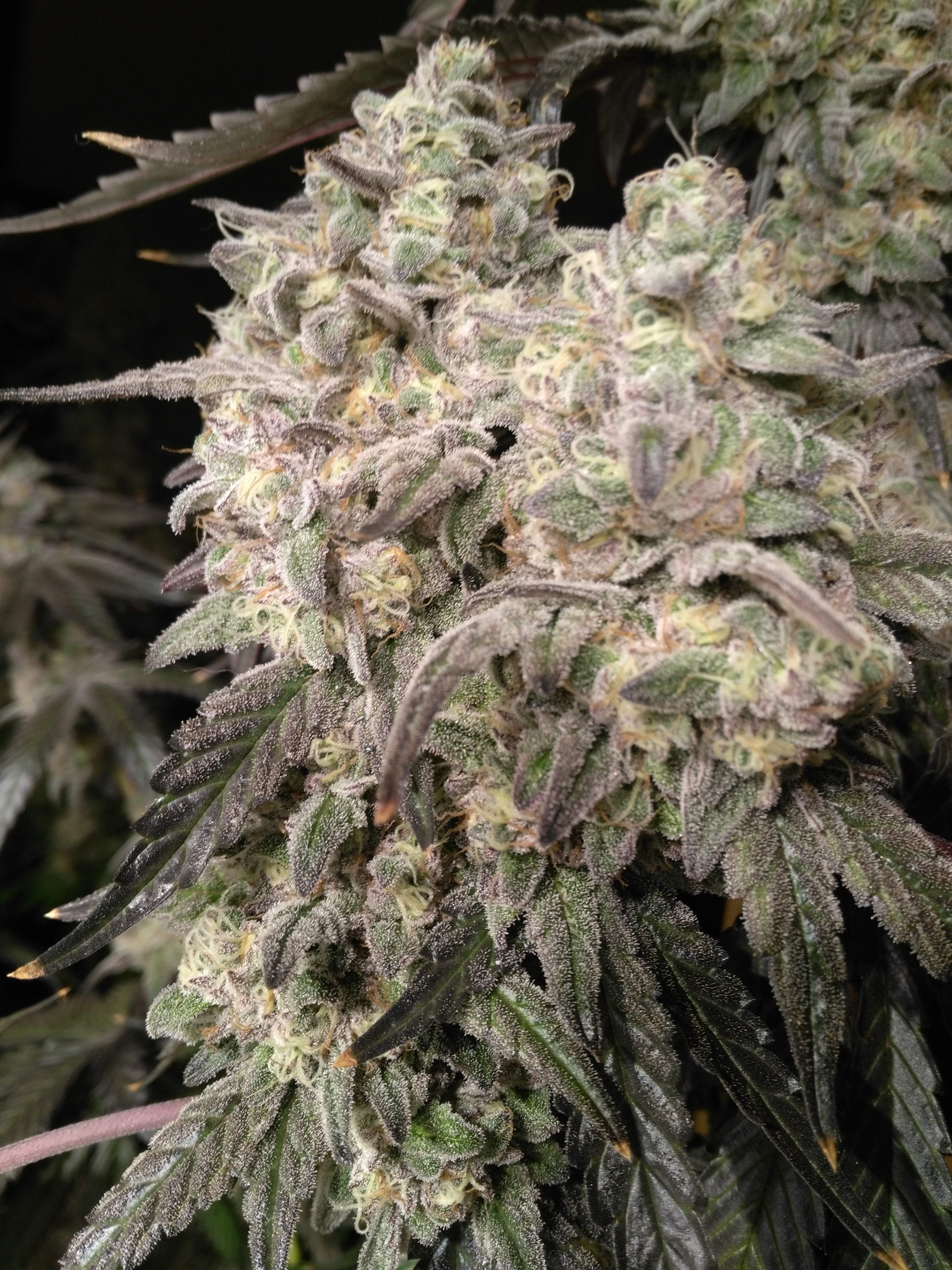 Seed Junky LA Kush Cake grow journal week13 by Hellhazard