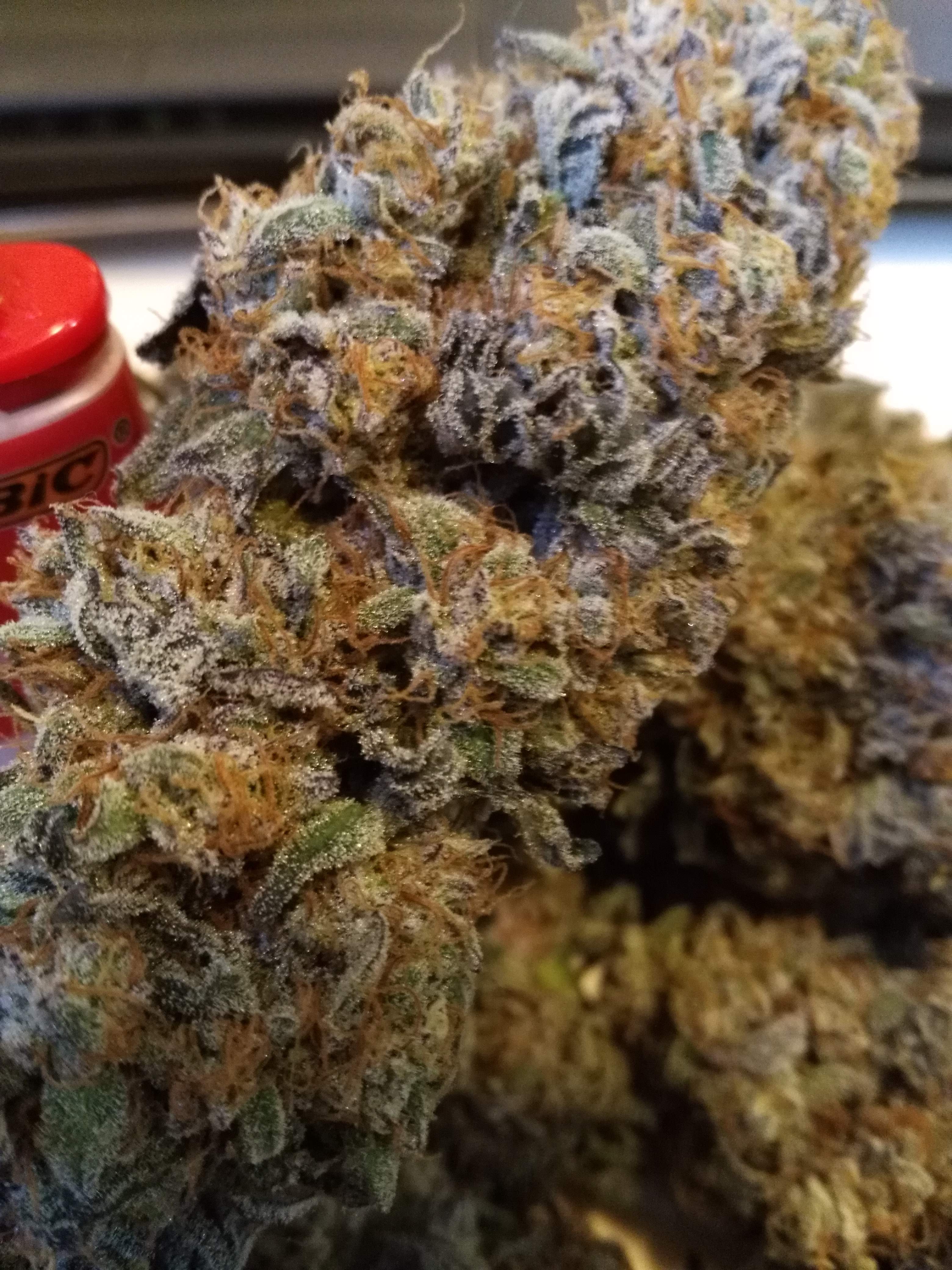 Seed Junky LA Kush Cake grow diary (journal) harvest14 by