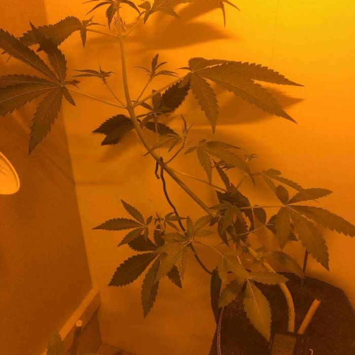 Mephisto Toofless Alien. Week 3