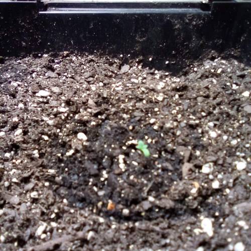 Northern lights auto. Week 1 - Northern lights