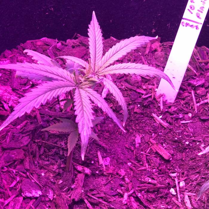 Bobsbigbuds supergrow. Week 1
