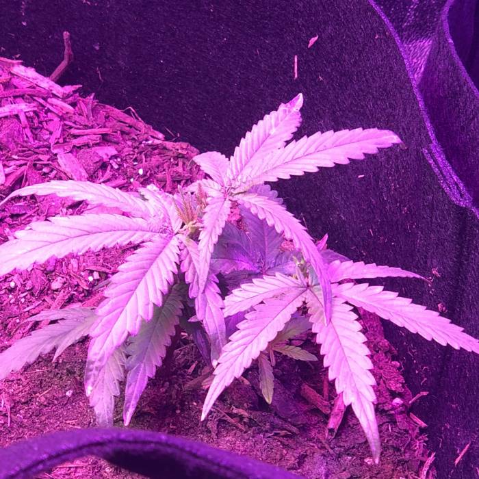 Bobsbigbuds supergrow. Week 2