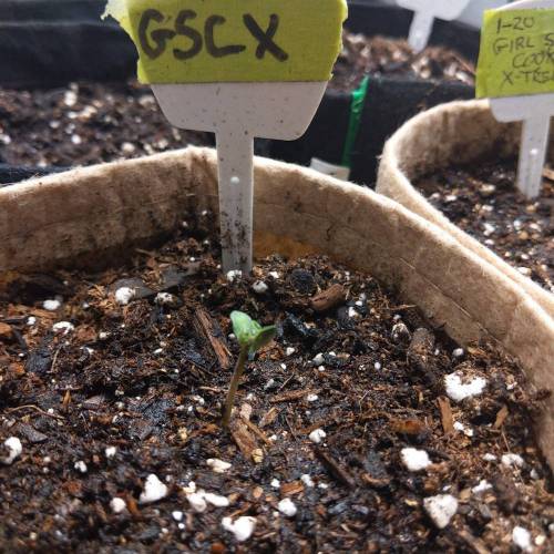 ILGM Girl Scout Cookies Extreme grow journal by ReefsDad GrowDiaries