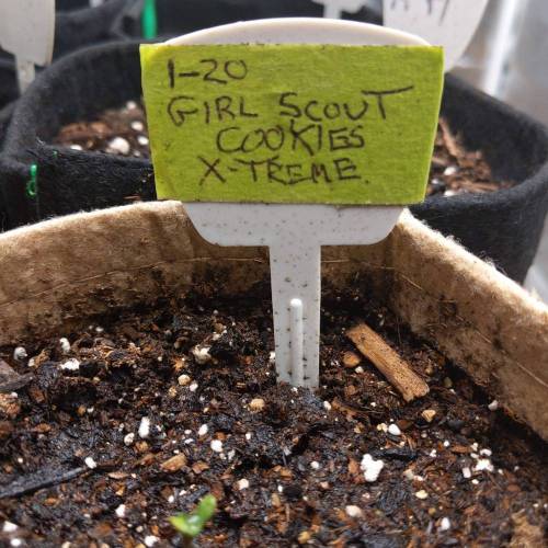 ILGM Girl Scout Cookies Extreme grow journal by ReefsDad GrowDiaries
