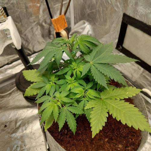 Skunk XL and Biscotti Coco. Week 4 - Biscotti