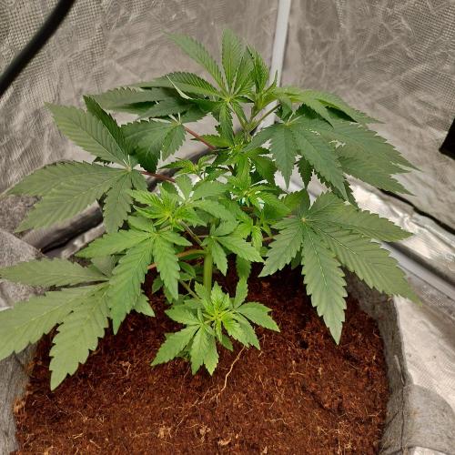 Skunk XL and Biscotti Coco. Week 4 - Skunk XL