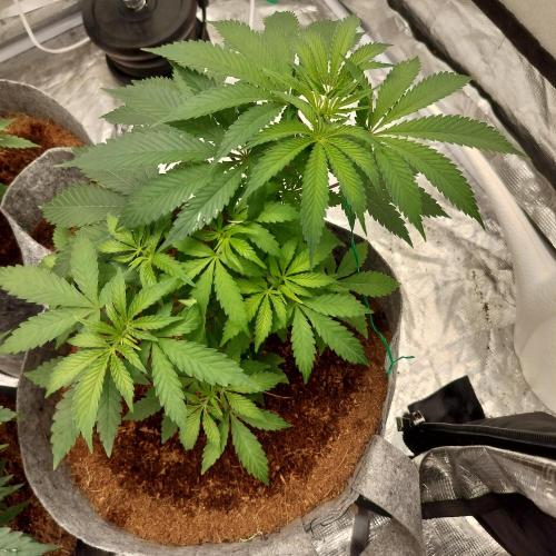 Skunk XL and Biscotti Coco. Week 5 - Biscotti