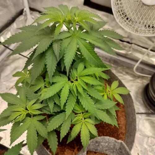 Skunk XL and Biscotti Coco. Week 5 - Skunk XL