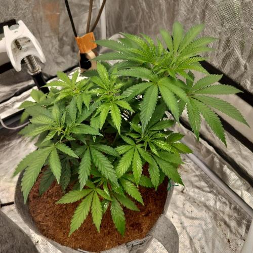 Skunk XL and Biscotti Coco. Week 5 - Skunk xl