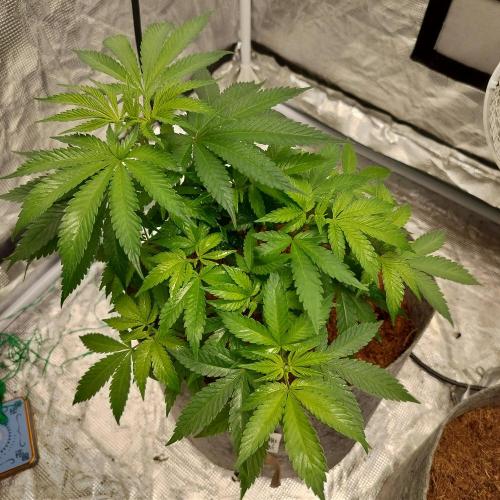 Skunk XL and Biscotti Coco. Week 5 - Biscotti