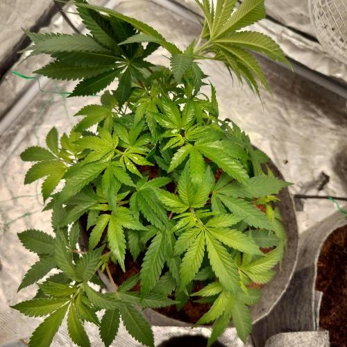 Skunk XL and Biscotti Coco. Week 5 - Biscotti