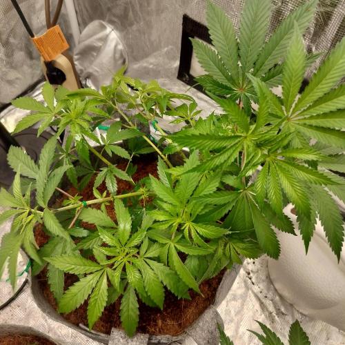 Skunk XL and Biscotti Coco. Week 5 - Skunk XL