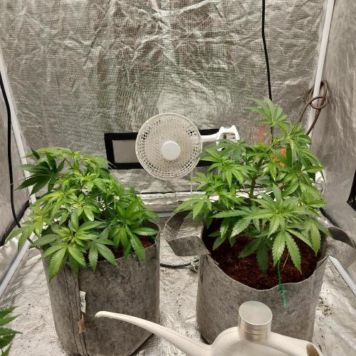 Skunk XL and Biscotti Coco. Week 5 - Garden