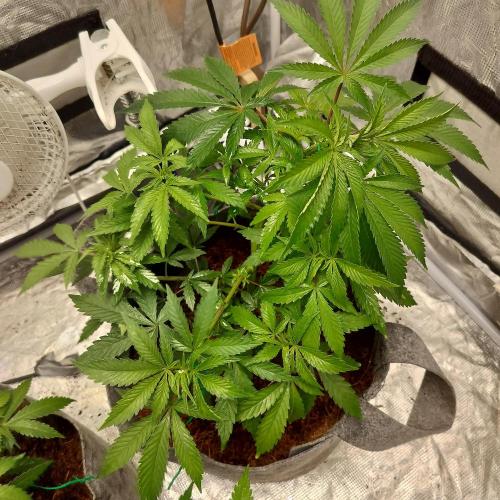 Skunk XL and Biscotti Coco. Week 5 - Skunk Xl