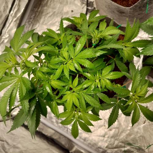 Skunk XL and Biscotti Coco. Week 5 - Boscotti