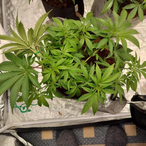 Skunk XL and Biscotti Coco. Week 6 - Skunk Xl