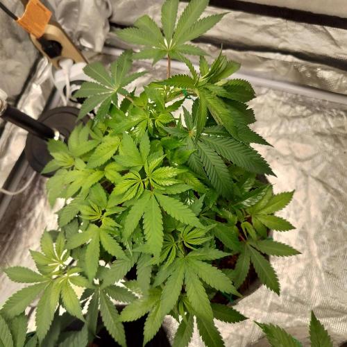 Skunk XL and Biscotti Coco. Week 6 - Biscotti