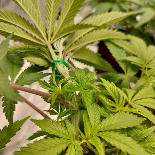 Skunk XL and Biscotti Coco. Week 6