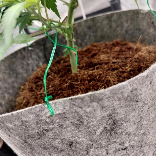 Skunk XL and Biscotti Coco. Week 6