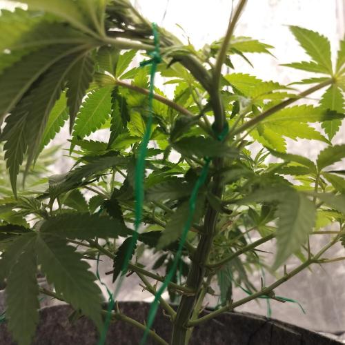 Skunk XL and Biscotti Coco. Week 6