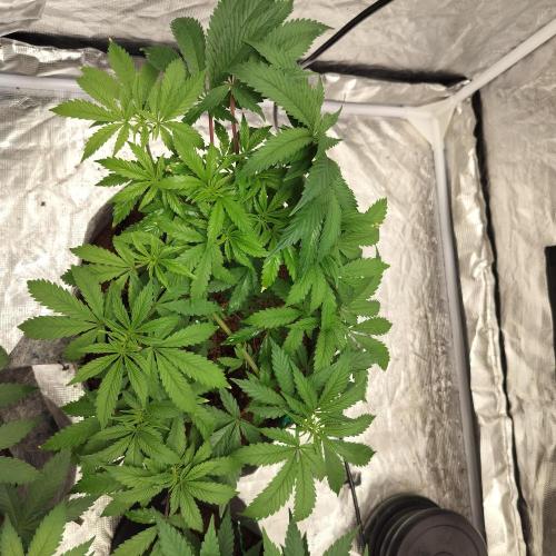 Skunk XL and Biscotti Coco. Week 6 - Skunk Xl