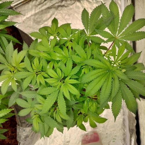 Skunk XL and Biscotti Coco. Week 6 - Biscotti