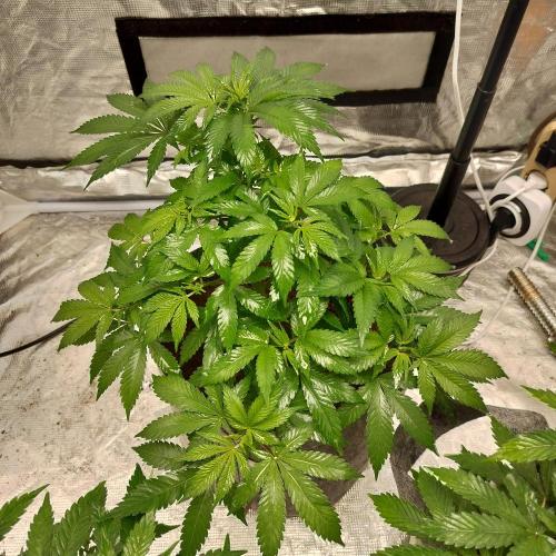 Skunk XL and Biscotti Coco. Week 6 - Biscotti