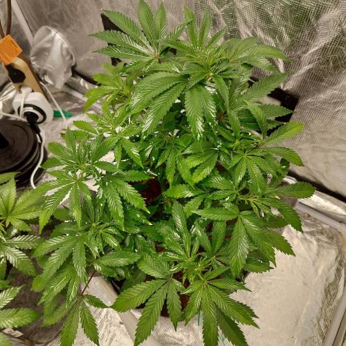 Skunk XL and Biscotti Coco. Week 6 - Skunk Xl