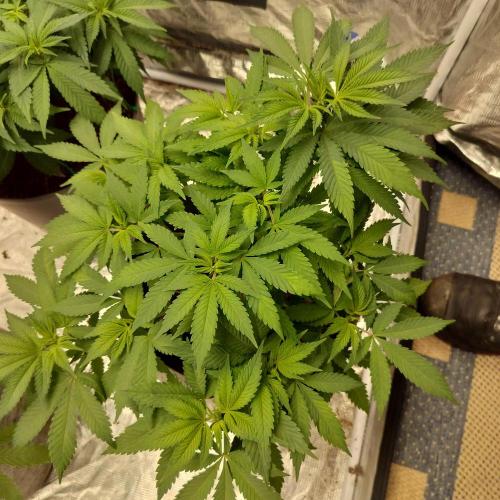 Skunk XL and Biscotti Coco. Week 7 - Biscotti