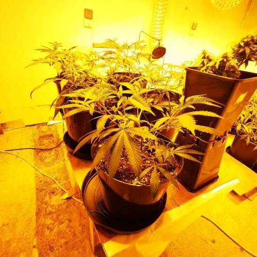 Ak47/Blueberry Twist. Week 3