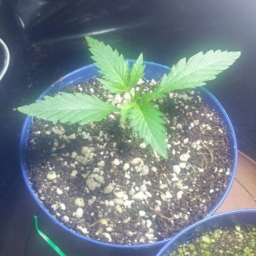 Nirvana Sky "super-auto" . Week 2 - 06 05 2020