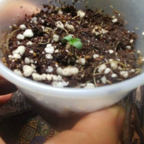 Nirvana Sky "super-auto" . Week 1