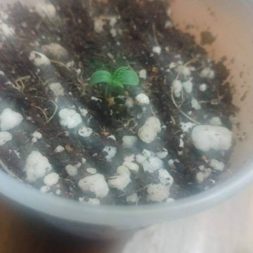 Nirvana Sky "super-auto" . Week 1 - 25 04 2020(evening)