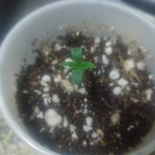 Nirvana Sky "super-auto" . Week 1 - 26 04