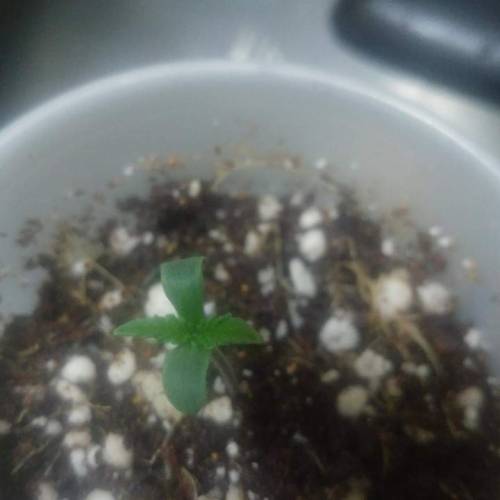 Nirvana Sky "super-auto" . Week 1 - 26 04