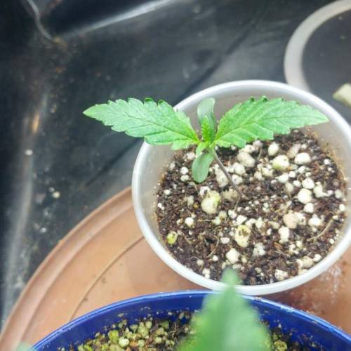 Nirvana Sky "super-auto" . Week 1 - 30 04 Day 6