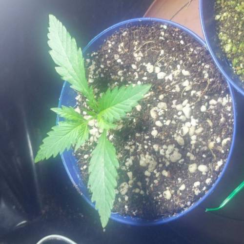 Nirvana Sky "super-auto" . Week 2 - Day 7 01 05 2020