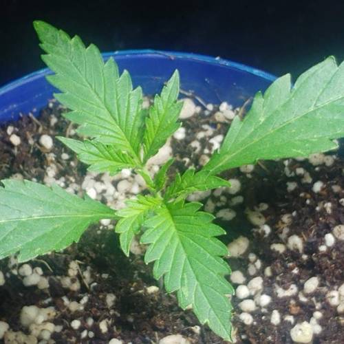 Nirvana Sky "super-auto" . Week 2 - Day 11 04 05 2020