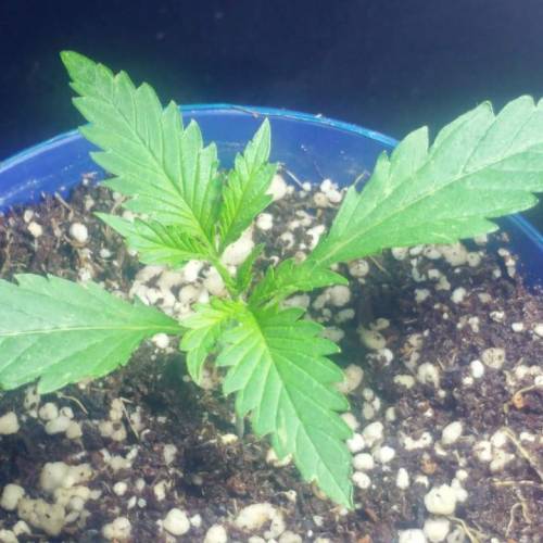 Nirvana Sky "super-auto" . Week 2 - Day 11 04 05 2020