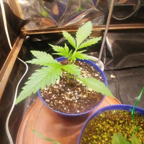 Nirvana Sky "super-auto" . Week 2 - Day 15 07 05 2020