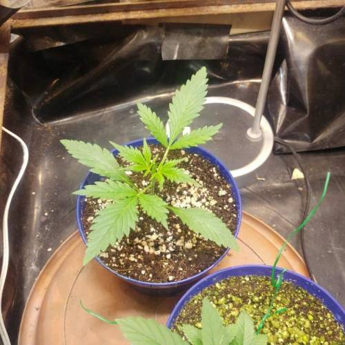 Nirvana Sky "super-auto" . Week 2 - 07 05 2020