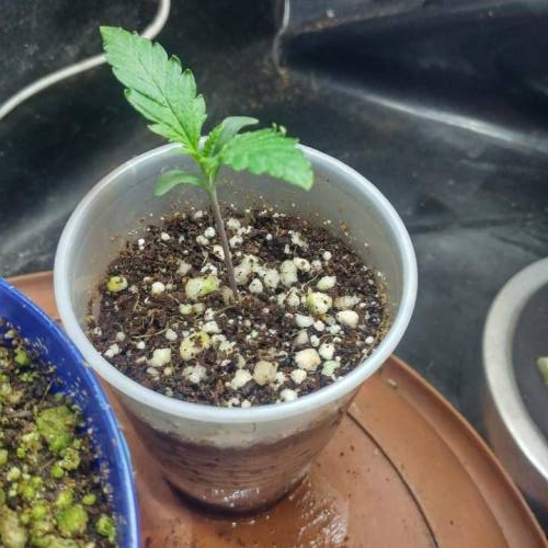 Nirvana Sky "super-auto" . Week 1 - Day 6